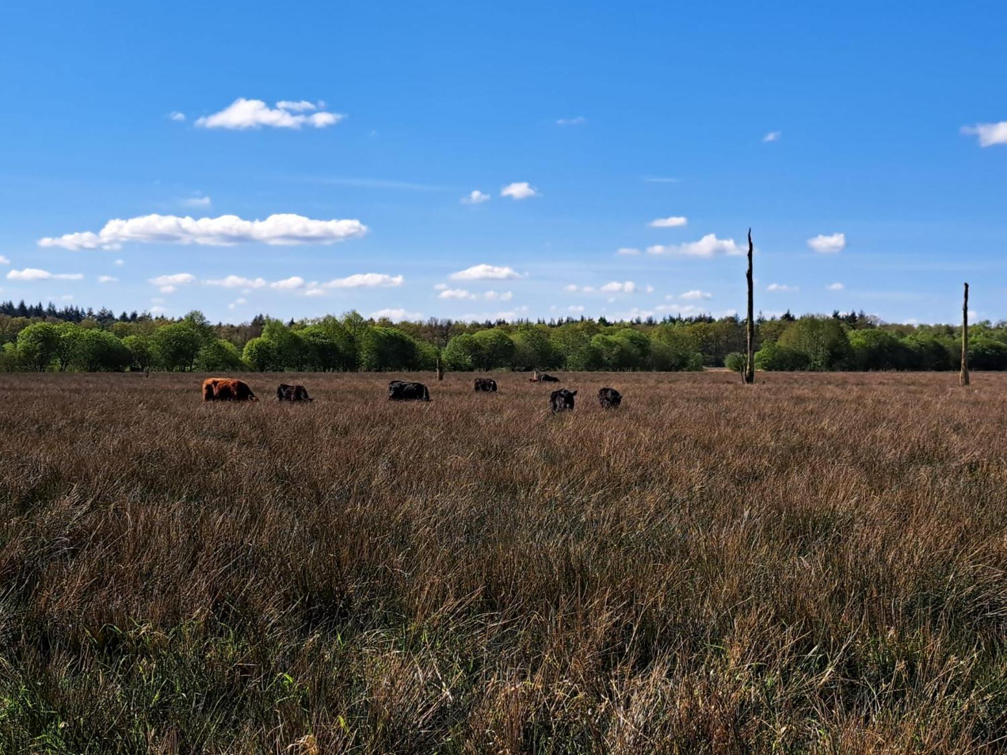 Natuurhuisje Meppen 外观 照片